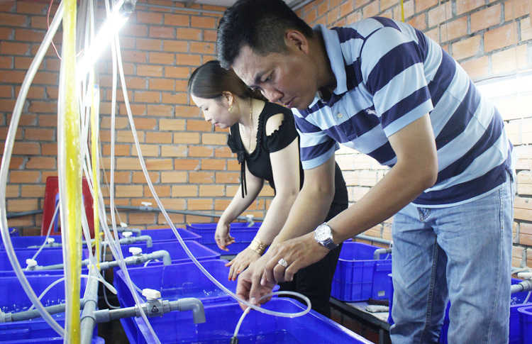 Anh Tân là người ấp trứng lươn nhân tạo nước sạch thành công nhất ở Vĩnh Long. Ảnh: Phan Diệp.