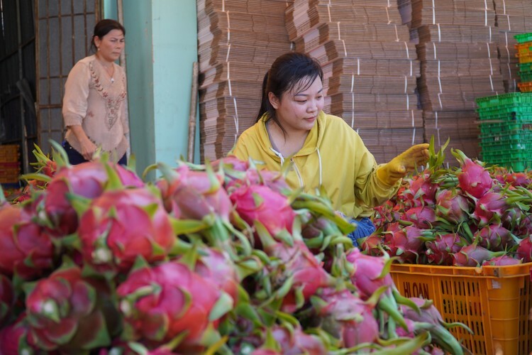 Hiệp hội thanh long Bình Thuận cho biết hoạt động xuất khẩu đã trở lại bình thường. Ảnh: Việt Quốc