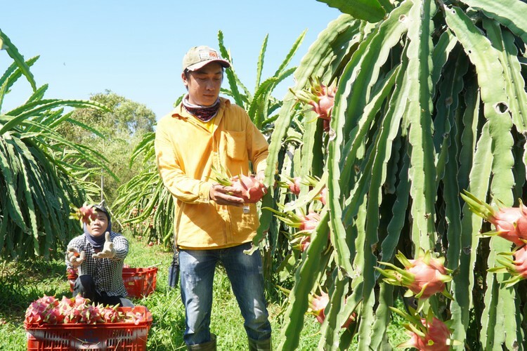 Nhân công đang cắt thanh long chín trong vườn anh Toàn ở xã Hàm Hiệp, huyện Hàm Thuận Bắc. Ảnh: Việt Quốc 