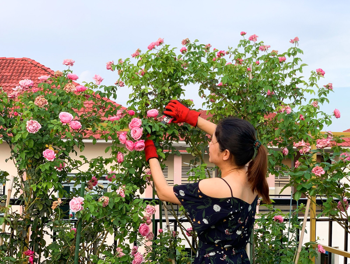 Vườn hồng 70 loại hoa của bà mẹ trẻ - Doanh nhân Đất Việt