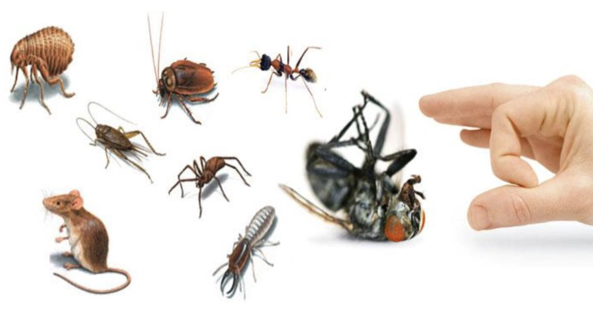 Côn trùng là loài sinh vật nhỏ bé nhưng lại vô cùng nguy hiểm